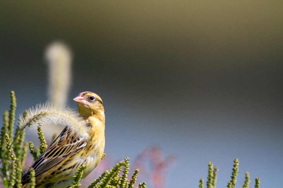 白鸟  叶芝  现代诗