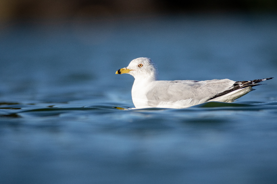 湖心岛茵尼斯弗利岛   叶芝