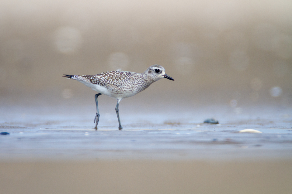 在柳园那边   叶芝