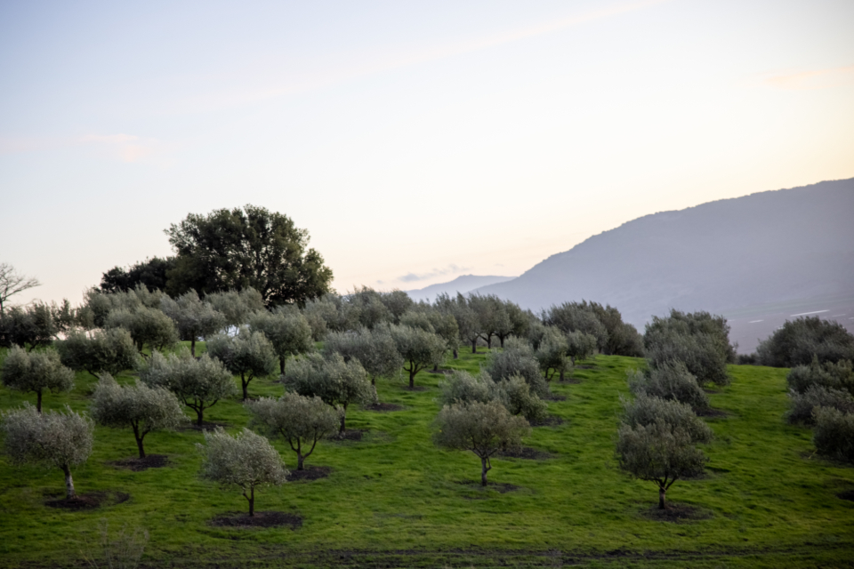 柯尔庄园的天鹅   叶芝
