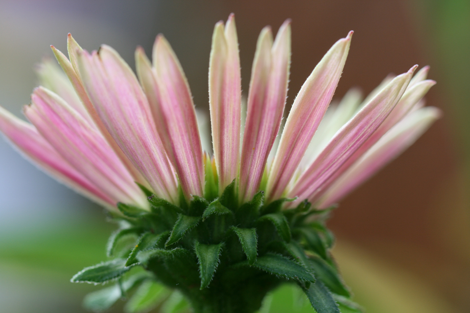 他但求天上的霓裳   叶芝