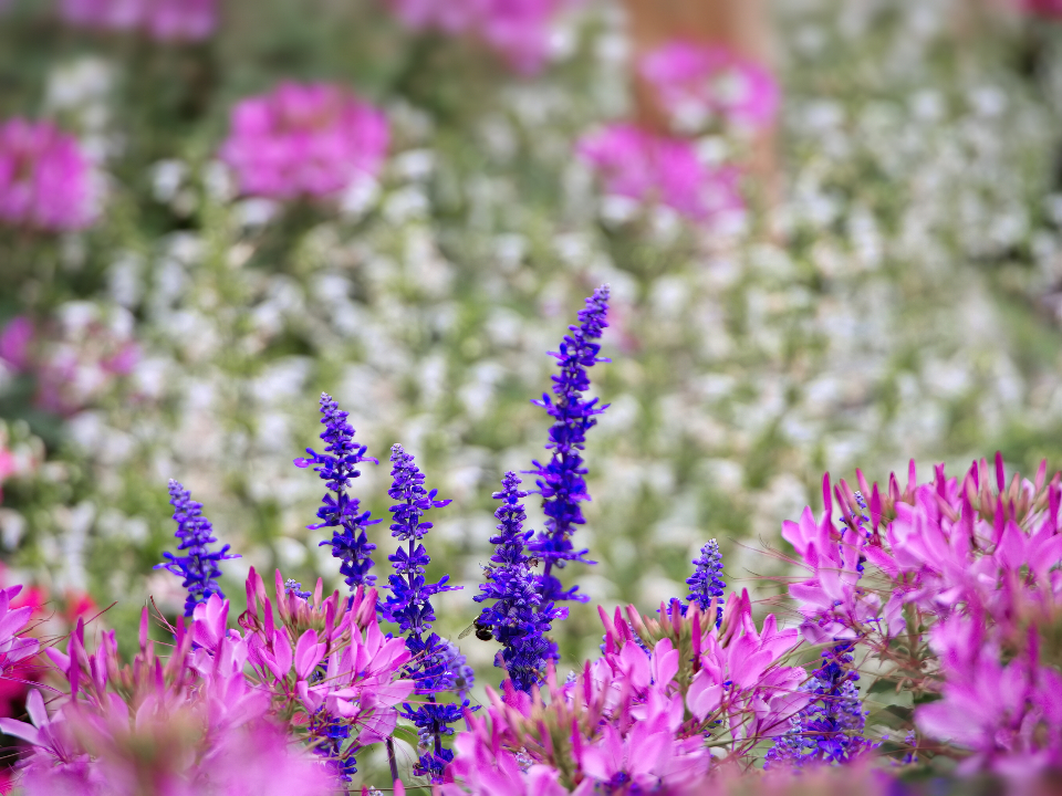 另外的面孔   叶芝