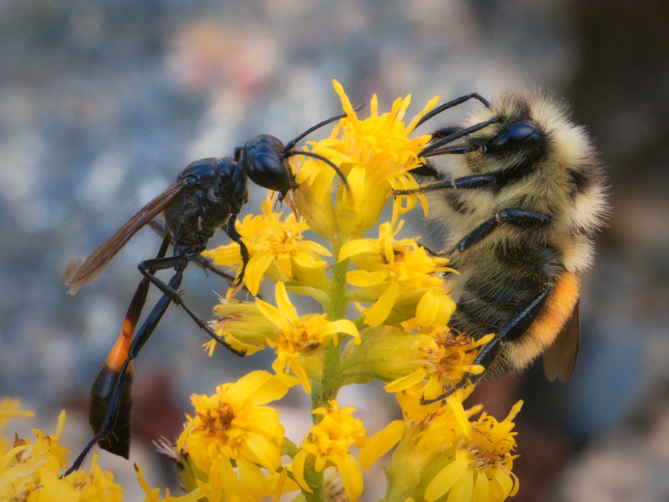 随时间而来的真理  叶芝