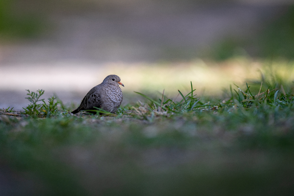 我的心，你不要忧悒 海涅