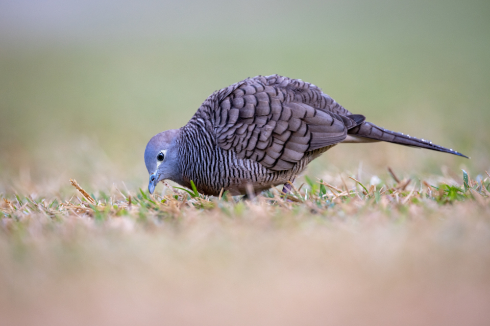 你就像一朵花 海涅