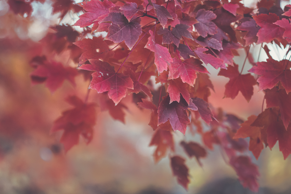 秋日  里尔克 现代诗