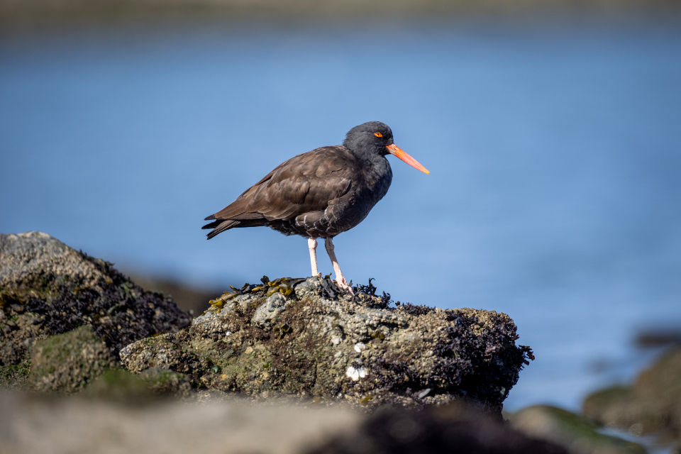 戴莉亚·艾莱娜·圣·马尔可[1]  博尔赫斯