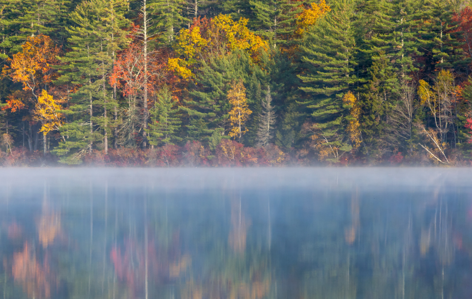 夜莺与玫瑰  普希金
