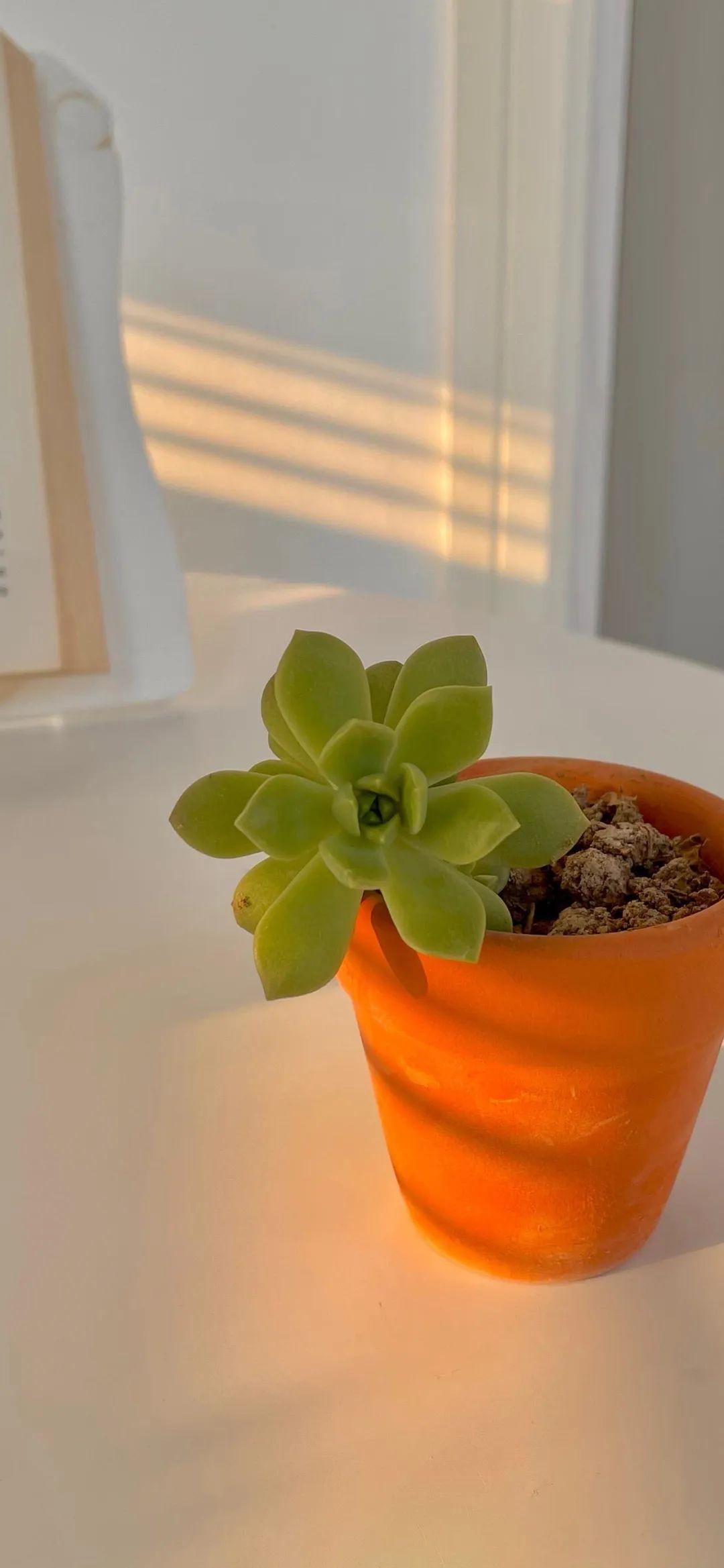 勃朗宁决意成为诗人   博尔赫斯