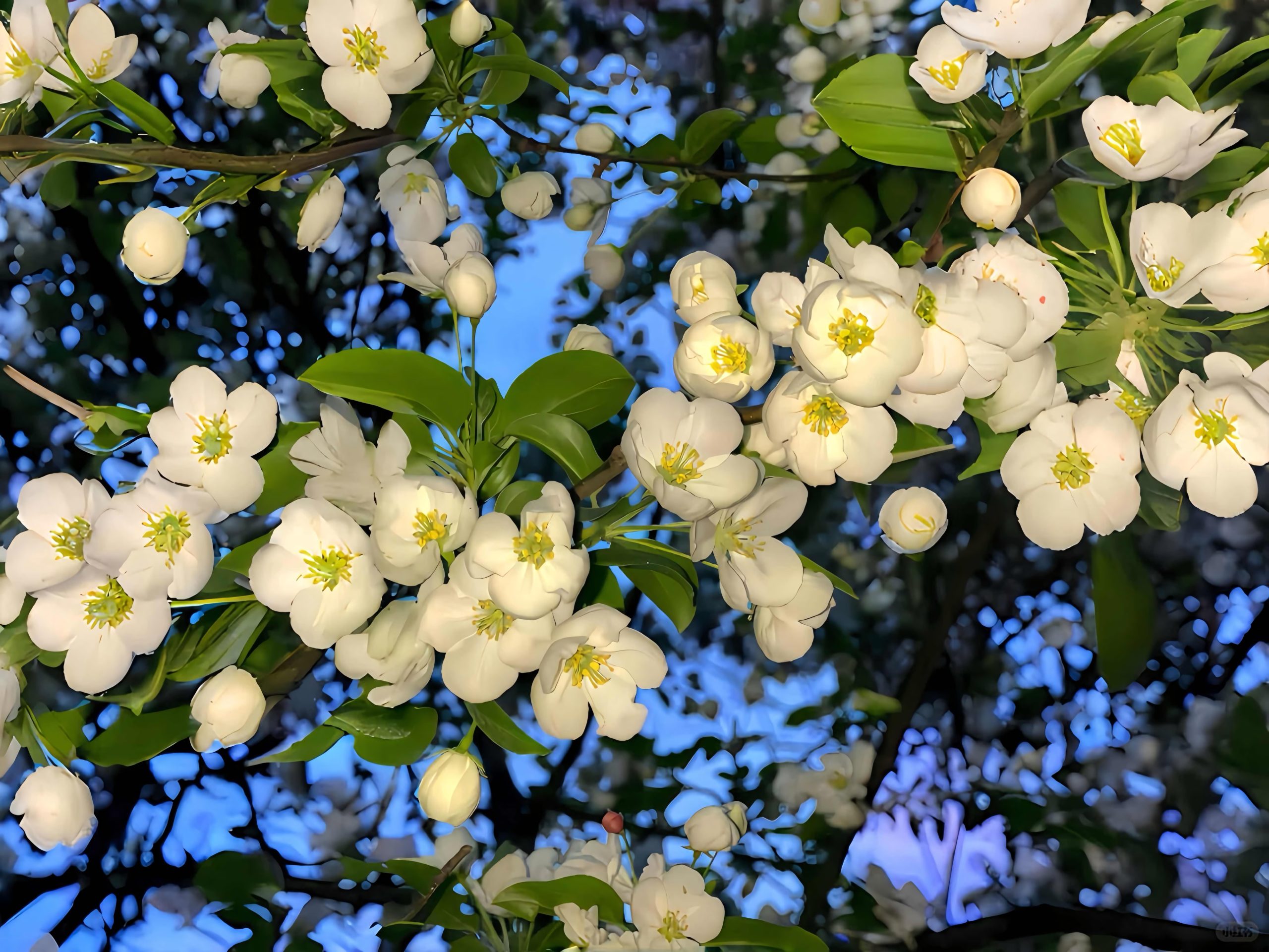 普里希别耶夫军士  契诃夫