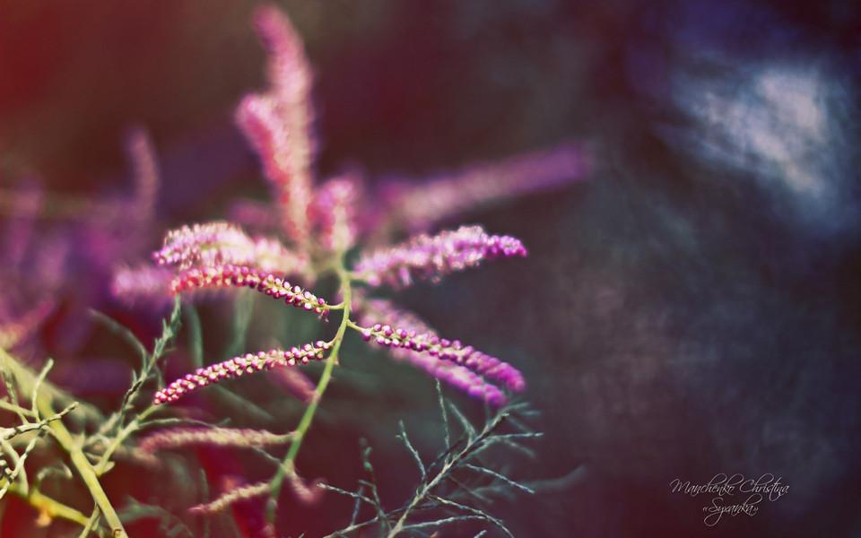 致 爱 尔 兰  雪莱