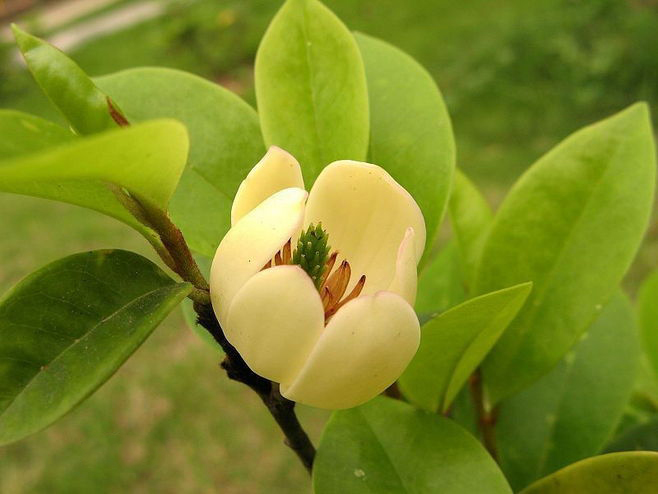 闪亮的金子  欧·亨利