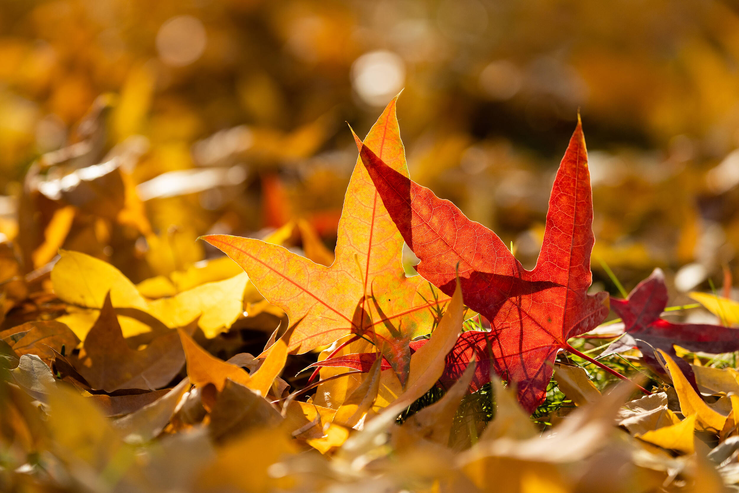 秋  余秋雨 散文