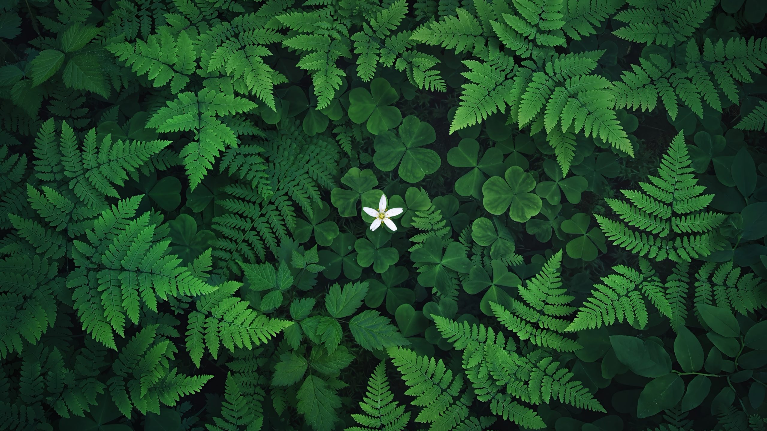 遇见  余秋雨  散文