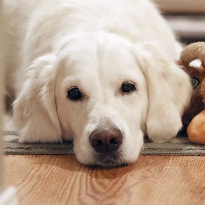 在海上  莫泊桑