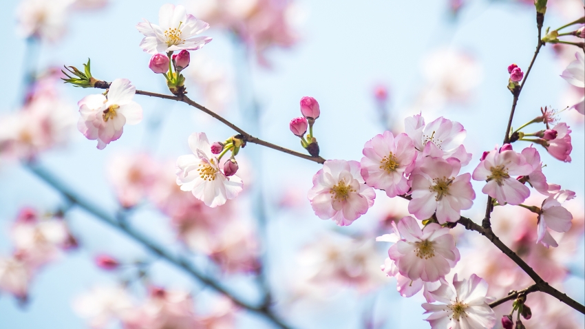 法国人大决斗   马克·吐温