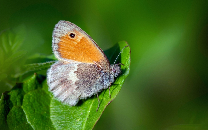 我爱你  余秀华