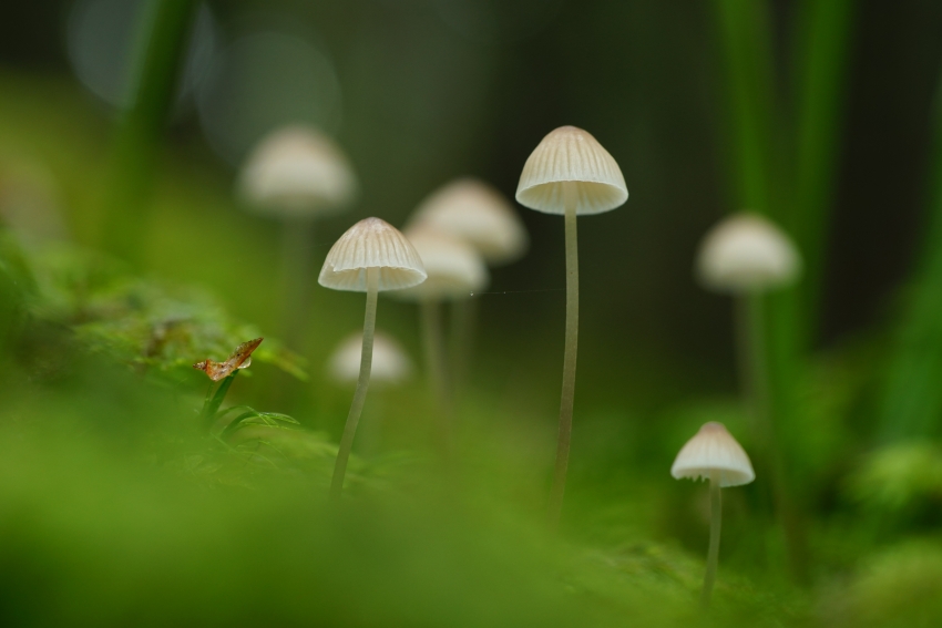 魔鬼照顾自己的孩子  西米克